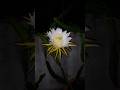 ড্রাগন ফুলের Hand pollination বা হাত পরাগায়ন#trendingshorts #dragonfruit #shortvideos #gardening