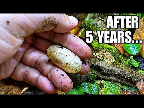 My Rarest Reptile Finally Laid an Egg...