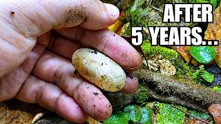 My Rarest Reptile Finally Laid an Egg...