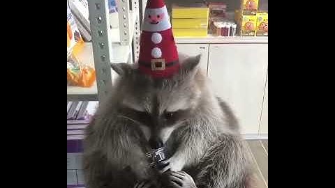 Trash Panda Christmas