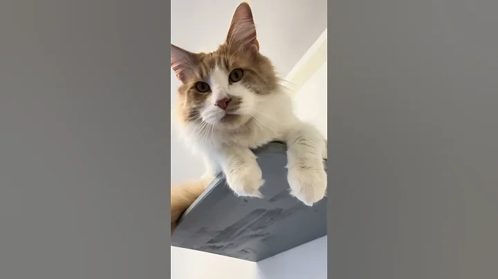 Watch the video about Maine Coon | Felicità !🐈 …parte 1 |#mainecoon