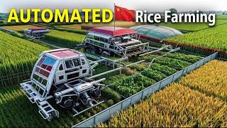 China’s Automated Rice Farming - Automation is Feeding the Future