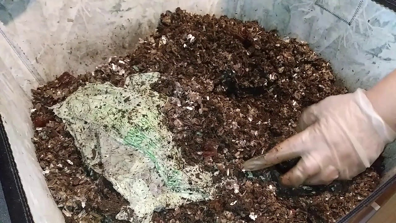 Compostable Plastic Bags Final Update 5 ANCs v. Mac & Cheese