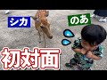 【奈良】はじめて生で鹿を見た亀田望有の反応が激しすぎた！