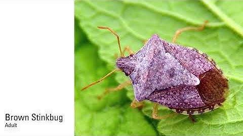 Stinkbug Management in Soybeans