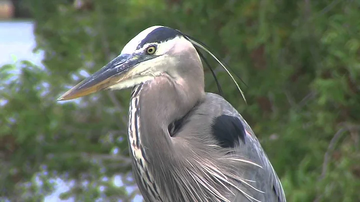 The Audubon Moment - Great Blue Herons