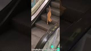 Funny Animal Compilation #foryou #shorts