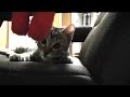 けしからん子猫の謎の行動。The kitten takes an unpredictable action.