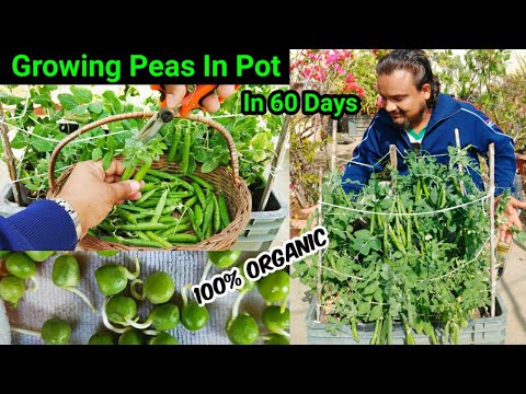 ऐसे उगाता हूँ छत पर ढेर सारी मटर गमले में # How To Grow Peas In Pot From Seed To Harvest In 60 Days