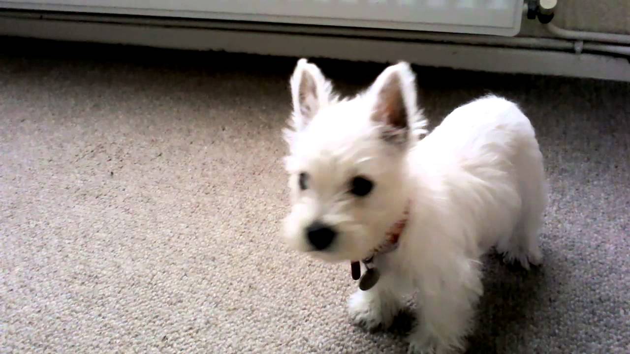 Adorable westie pupy olly barking at the tv YouTube