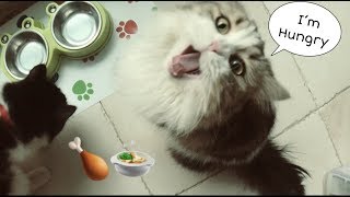 Food cats