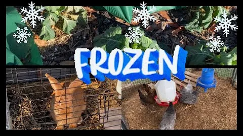 THEY DID NOT SURVIVE THE FREEZING TEMPSNOW WHAT? A...