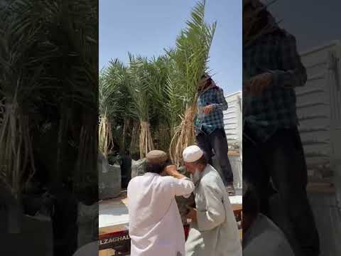 نخيل الرياض المزاحميه الخرج شقراء الدوادمي عفيف القصيم الدمام الاحساء جده تبوك