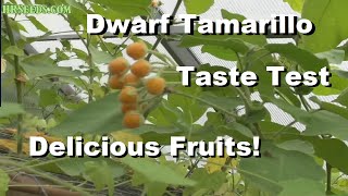 ⟹ Dwarf Tamarillo | Solanum abutiloides | They Are So So Good!