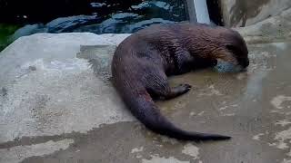 Akron Zoo river otters on zoolife