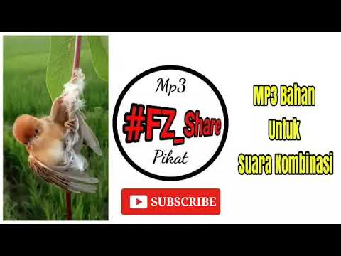 Mp3 Suara Burung Cici Padi, Cici Meong, Salome