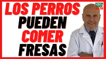 ¿Pueden comer fresas los cachorros?