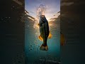 Black bass