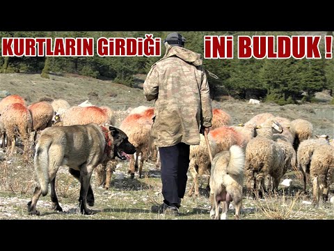 Video: Yayılan Söğüt