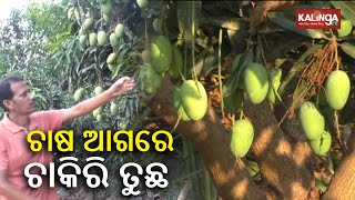 Man makes good income after shifting from job to Mango & Pineapple farming in Boudh || KalingaTV