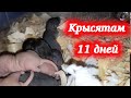 Малышам 11 дней! Домашние крысы Кузя и Дуся.