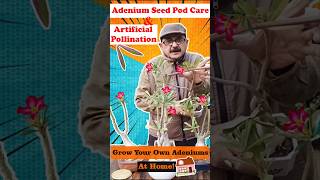 Unlocking Adenium Seeds Secret: Seed Pod Care and Artificial Pollination! #adenium #adeniumlover