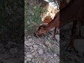 🐐 Hungry Goat Foraging in the Rocky Mountains | Peaceful Nature ASMR. #Nature #Goat #Wildlife
