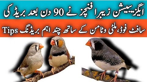 Exhibition Zebra Finch Breeding Progress | Breeding Results | Mini Zoo