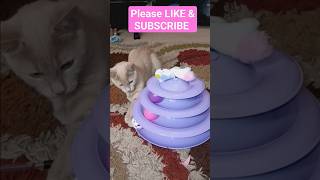 kittys play adorable catfancy cat meow fypシ゚viral foryou shorts cutecat fyp kittens funny