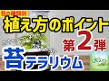 苔の種類別植え方のポイント第2弾　コウヤノマンネングサ・オオカサゴケ【苔テラリウム制作動画】