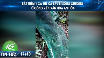 Bắt thêm 1 cá thể cá sấu bị sổng chuồng ở công viên văn hóa An Hòa | THKG