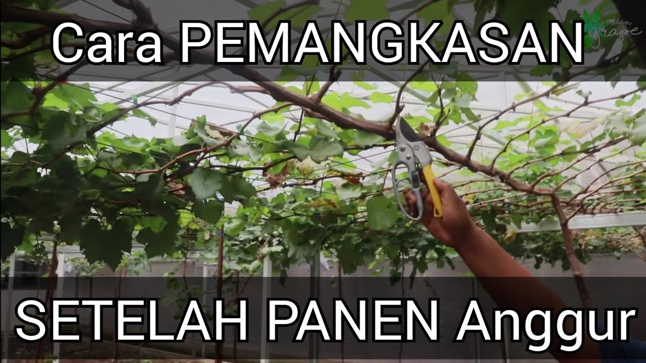 PEMANGKASAN Setelah PANEN ANGGUR JUPITER | Pembentukan Cabang TERSIER Setelah PANEN