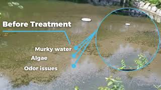 See Murky Pond Water Go Clear with 10 m³hr Nanobubbles