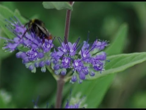 Vidéo: Dois-je tailler le caryoptéris ?