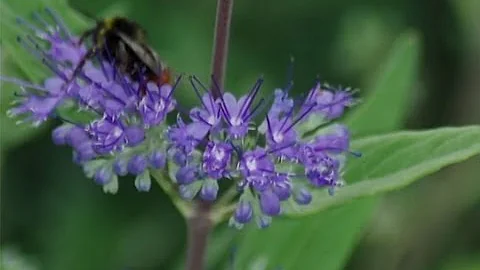 Quand et comment tailler le caryoptéris ?