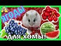 КАКИЕ ЯГОДЫ МОЖНО ХОМЯКУ? / ЧЕМ КОРМИТЬ ХОМЯКА / ЧТО ЕСТ ХОМЯК / ЕДА ДЛЯ ХОМЯКА / АЛИСА ИЗИ