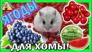 КАКИЕ ЯГОДЫ МОЖНО ХОМЯКУ? / ЧЕМ КОРМИТЬ ХОМЯКА / ЧТО ЕСТ ХОМЯК / ЕДА ДЛЯ ХОМЯКА / АЛИСА ИЗИ