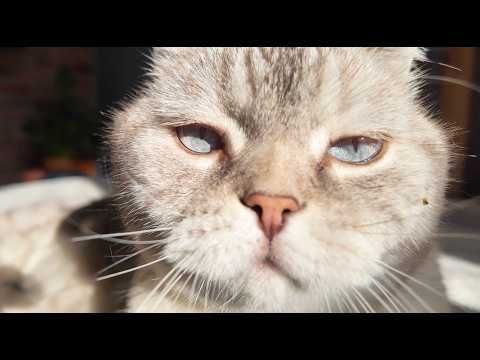 CUTE CAT & DAD! Funny sunny stories with Kuma & Yuki ₍^. .^₎⟆ Fluffy vlog | Episode 76