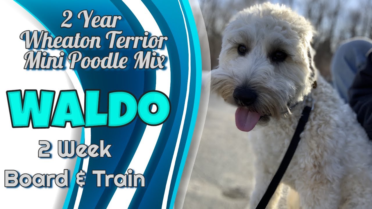 Wheaton Terrier Mix, 2 Years Old, Waldo Best Wheaton Dog Trainers