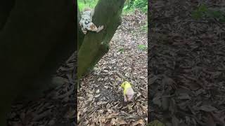 Bon Slipped And Fell While Playing With His Friends On The Lychee Tree
