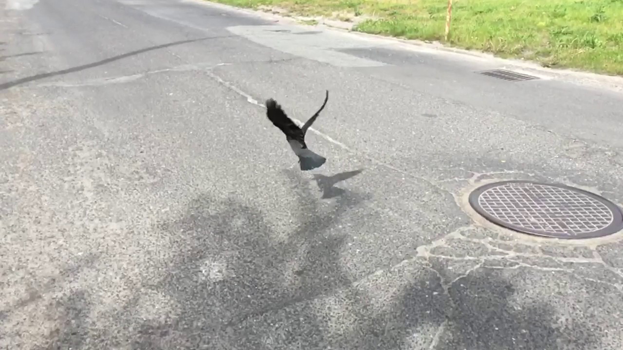 Slow motion iPhone 6s plus YouTube