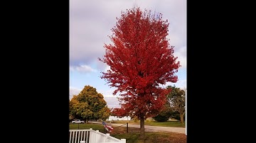Autumn Blaze Maple Fall Color Time Lapse 2020