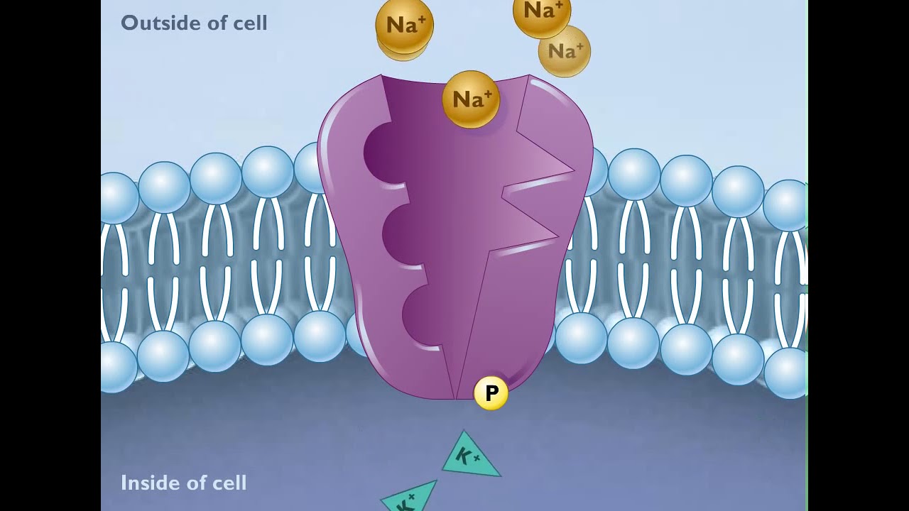 Sodium Potassium Pump Animation