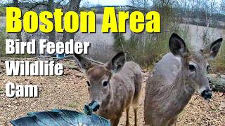 LIVE Bird Feeder Wildlife Cam with Bird Sounds and Chirping!