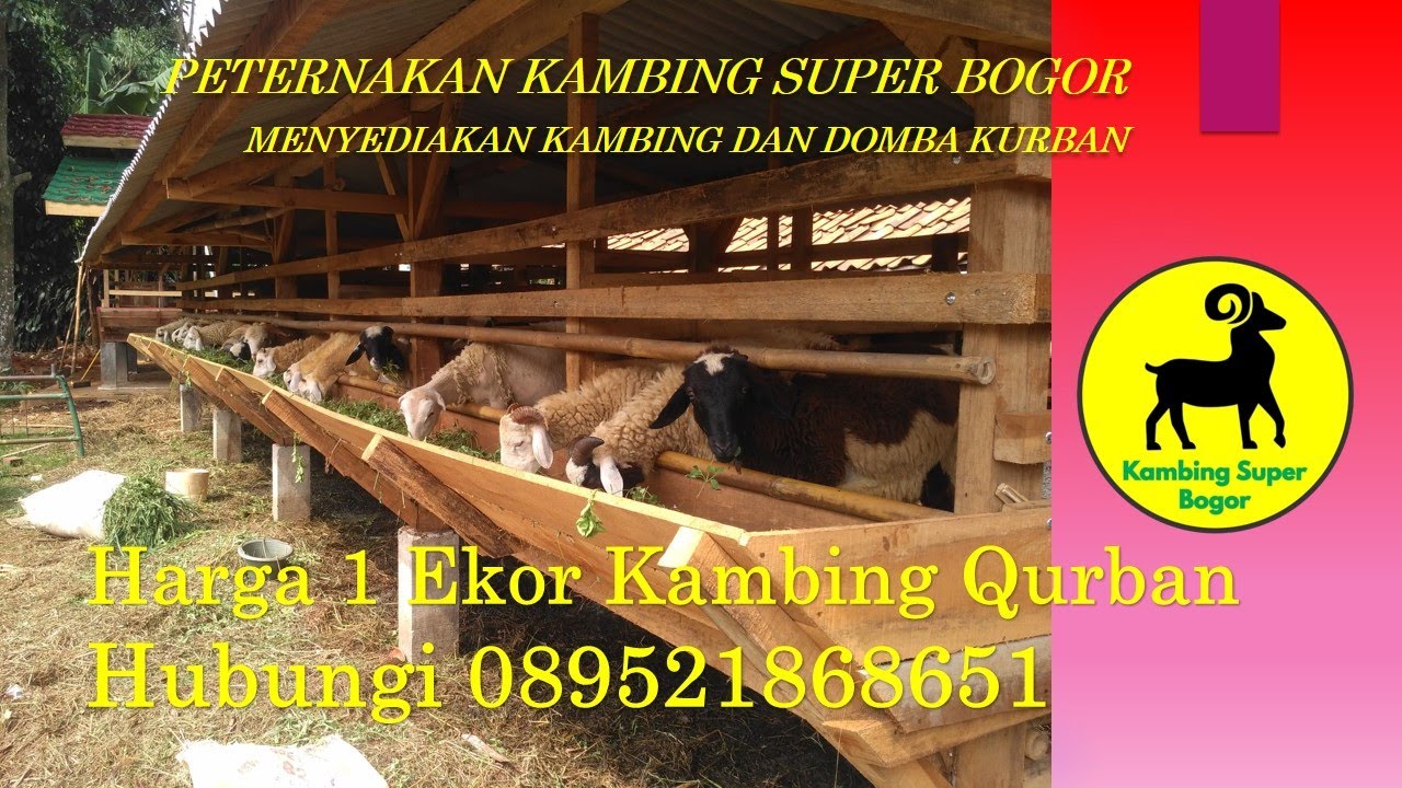 Harga 1 Ekor Kambing Qurban - YouTube