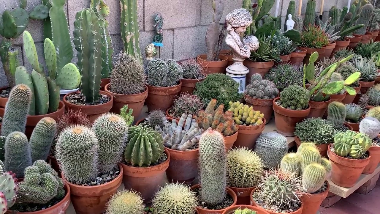 Kay's Garden Tour April 2020