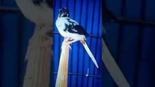 Download Lagu Pentet gacor isian guru vokal murai batu Avatar MP3