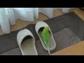 おしゃべりインコのピッピはスリッパが大好き！Bird Love Slippers#6