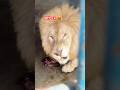 Lion attack 😡😱 #lionnation #animals #largecats #tigerspotted #wildliferescue #wildlife 😱