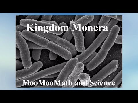 Video: Monera și bacteriile sunt la fel?